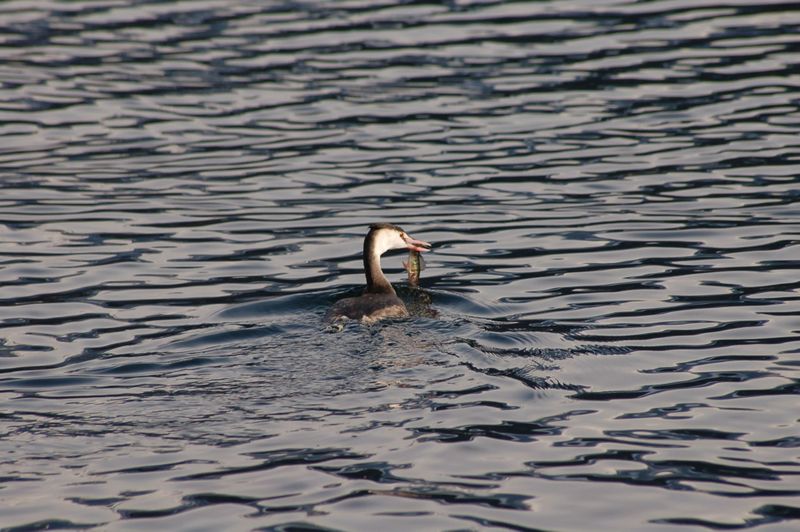 Datei:Haubentaucher mit Flussbarsch.jpg