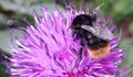 Hummel Stegmoosalm 1 (7).jpg