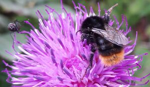 Hummel Stegmoosalm 1 (7).jpg