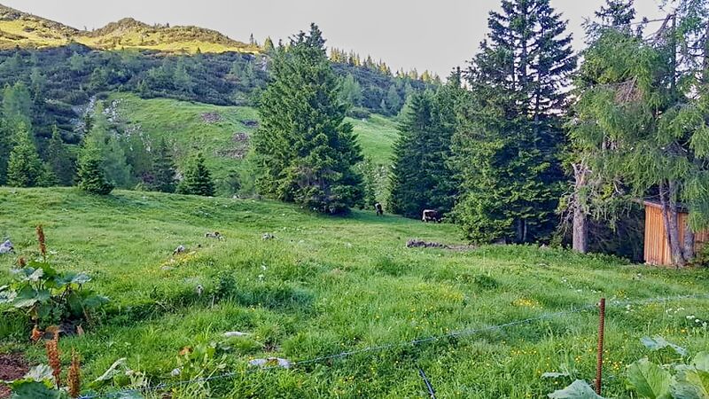 Datei:Vierkaseralm Almauftrieb 2021 07.jpg