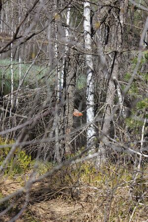 Mandlinger moor 69826 2018-04-18.jpg