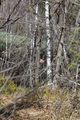 Mandlinger moor 69826 2018-04-18.jpg