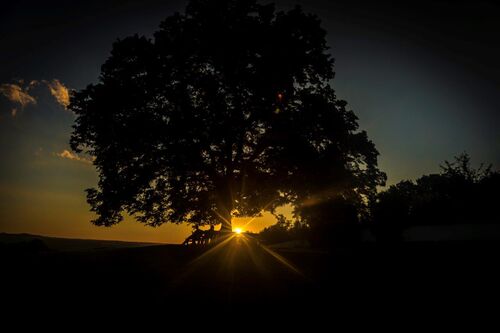 Plainlinde Abends.jpg