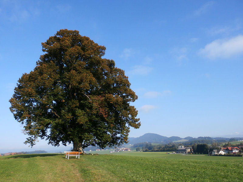 Datei:Südliche Ansicht der Gschirrnlinde.jpg