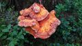 Pilz Lungau Fanningberg 1 (3).jpg