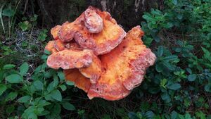Pilz Lungau Fanningberg 1 (3).jpg