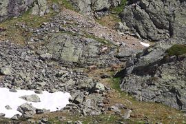 Poiskarl gemsen 27212 2016-06-24.jpg