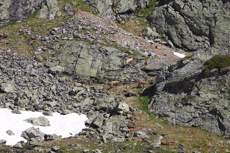 Datei:Poiskarl gemsen 27212 2016-06-24.jpg