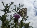 Vorschaubild der Version vom 19:41, 16. Jul. 2014