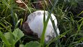 Riesenbovist 20200903 3.jpg