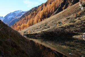 Kühseelein 18499 2011-11-01.jpg