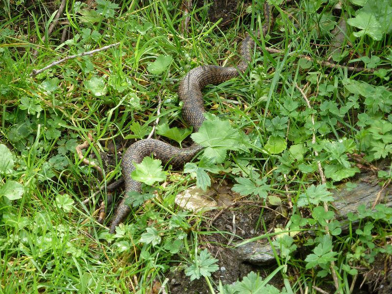 Datei:Kreuzotter, Krumltal 3.jpg
