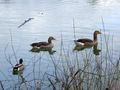 Grauganspaar am Leopoldskroner Weiher.jpg