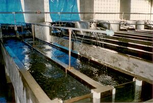 Gruell Peru 08.jpg