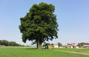 Linden in Kirchfenning, östliche Ansicht.jpg