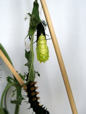 Schmetterling Entstehung 05.jpg