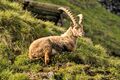 Steinbock 2013 04.jpg