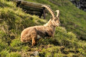 Steinbock 2013 04.jpg