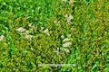 Filipendula Mädesüß Spierstaude 02.jpg
