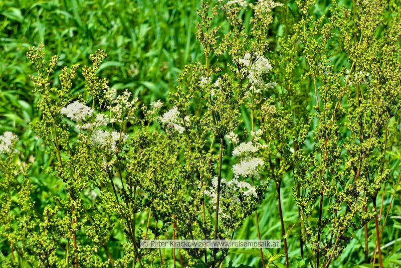 Datei:Filipendula Mädesüß Spierstaude 02.jpg