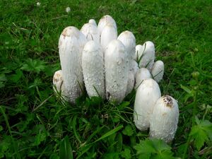 Schopftintlinge Pinzgau 20250925 1 (1).jpg
