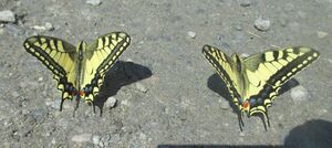 Schwalbenschwanz Mariapfarr 1 (22).JPG