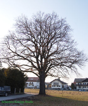 Sebastian-Kneipp-Straße.jpg