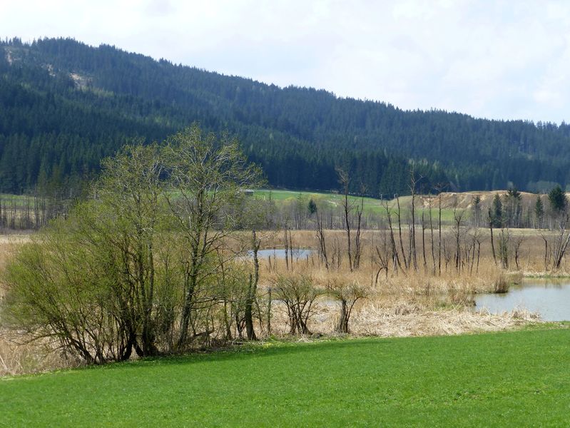 Datei:Grießner Moor 2.jpg