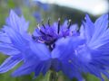 Kornblume 23.07.2021 3.JPG
