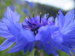 Kornblume 23.07.2021 3.JPG