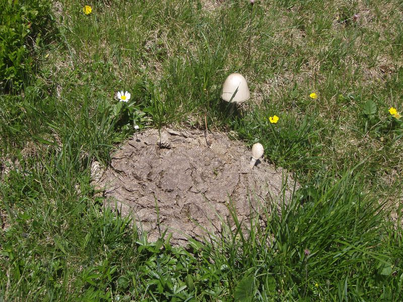 Datei:Dungbesiedelnder Pilz, Bockhartscharte.jpg