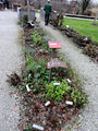 Pongau im ORF Garten.jpg