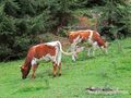 2013 08 27 Filzmoos Hinterwinkl 04.jpg