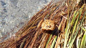 Frosch 20211009 1.jpg