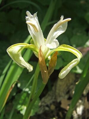 Iris sibirica weiss.jpg