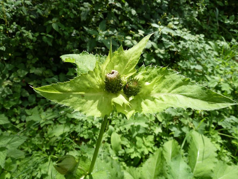Datei:Kohl-Kratzdistelblüte, Salzachufer.jpg