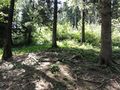 Kraftplatz im Wald oberhalb des Höribachgutes.jpg