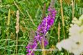 Lythrum salicaria Blutweiderich.jpg