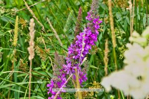 Lythrum salicaria Blutweiderich.jpg
