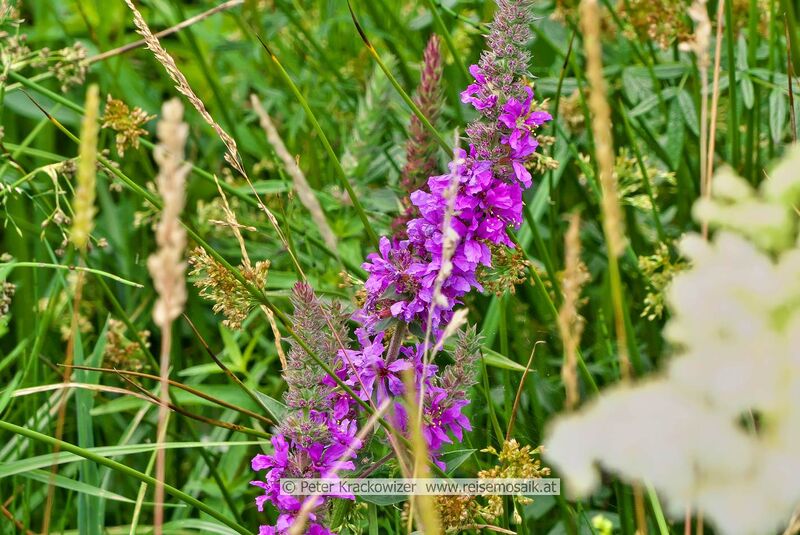 Datei:Lythrum salicaria Blutweiderich.jpg