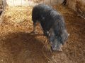 Mangalitza Wollschwein 19.jpg