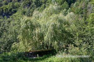 Vegetation im Rauriser Gaisbachtal 13.jpg