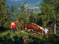 Vierkaseralm Almauftrieb 2021 10.jpg