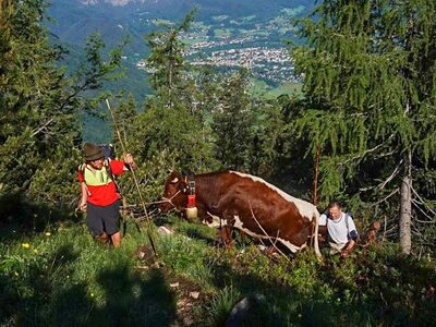 Vierkaseralm Almauftrieb 2021 10.jpg