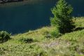 Wirpitschsee, unterer 29565 2016-07-10.jpg