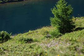 Wirpitschsee, unterer 29565 2016-07-10.jpg