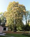 Kaiserlinde in St. Jakob.jpg