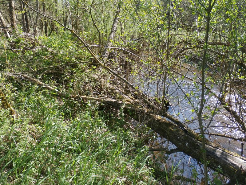 Datei:Biberarbeit; Derselbe Baum drei Jahre später.jpg