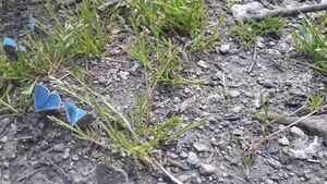 Bläuling Käfertal 27052022 (13).jpg