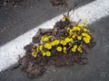 Huflattich im Asphalt der Werksstraße im Felbertal.jpg
